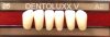 Dentoluxx Premium Acrylic Teeth LOWER ANTERIOR
