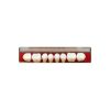 Dentoluxx Premium Acrylic Teeth LOWER POSTERIOR