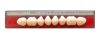 Dentoluxx Premium Acrylic Teeth UPPER POSTERIOR